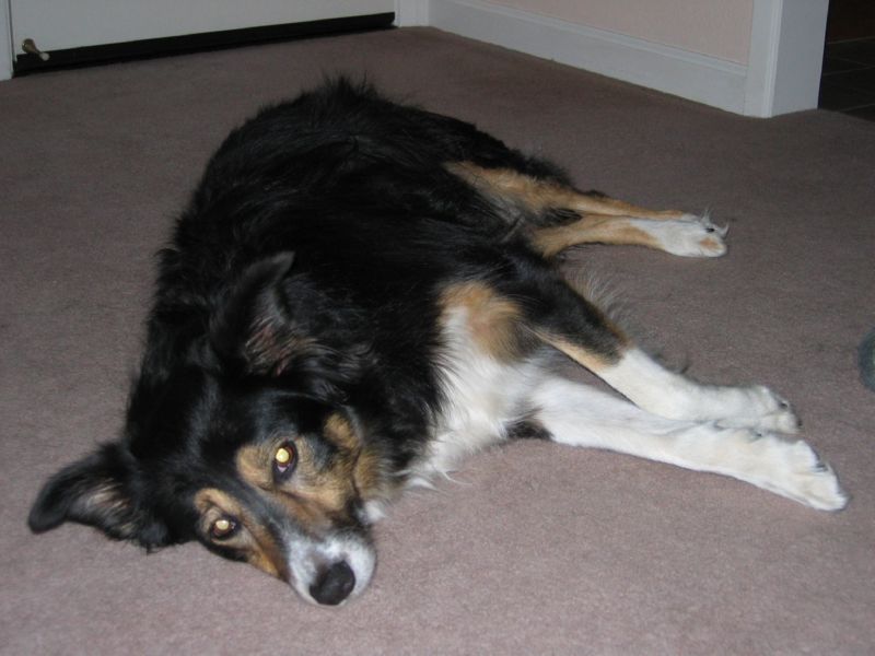 my dog sally